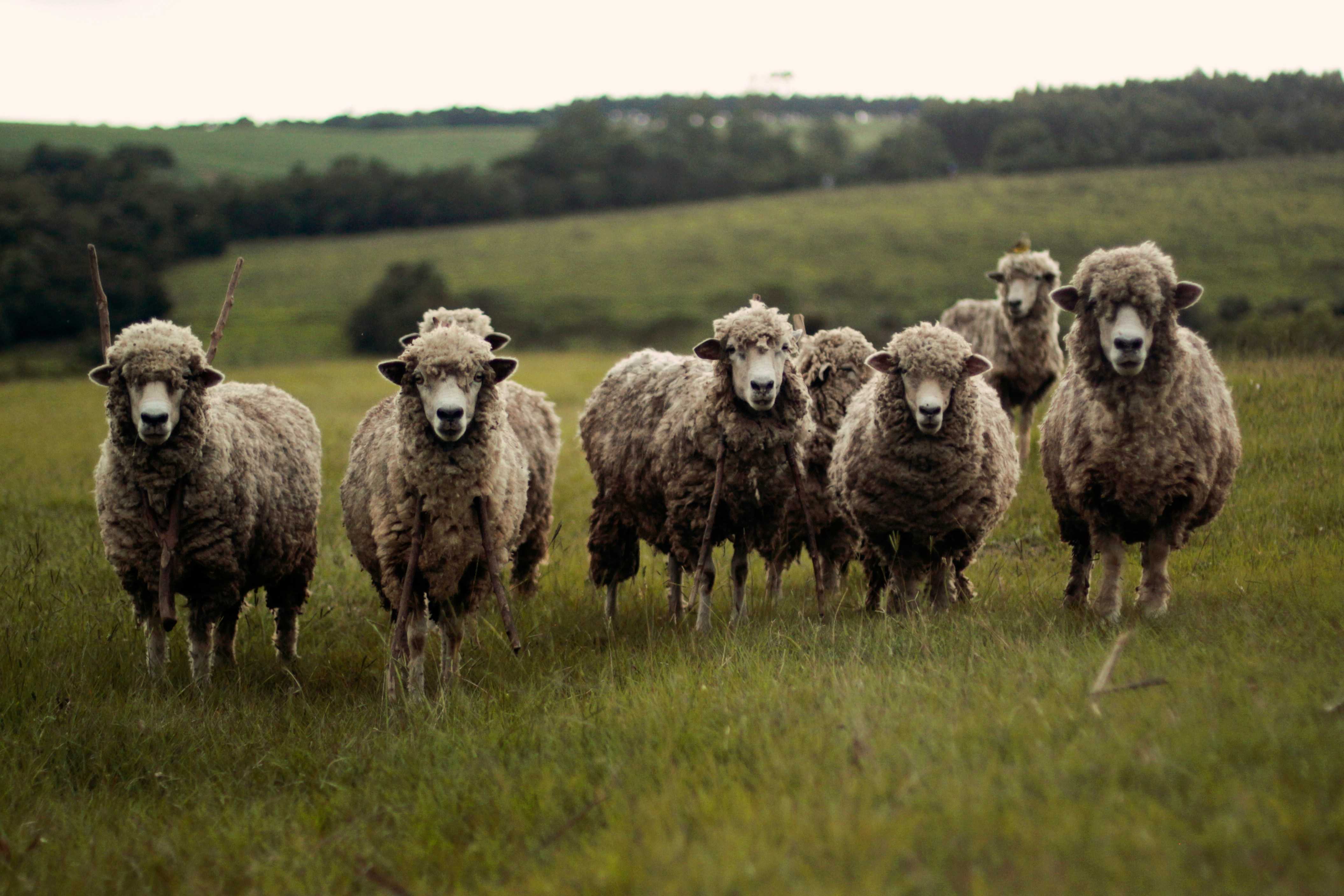 A herd of sheep